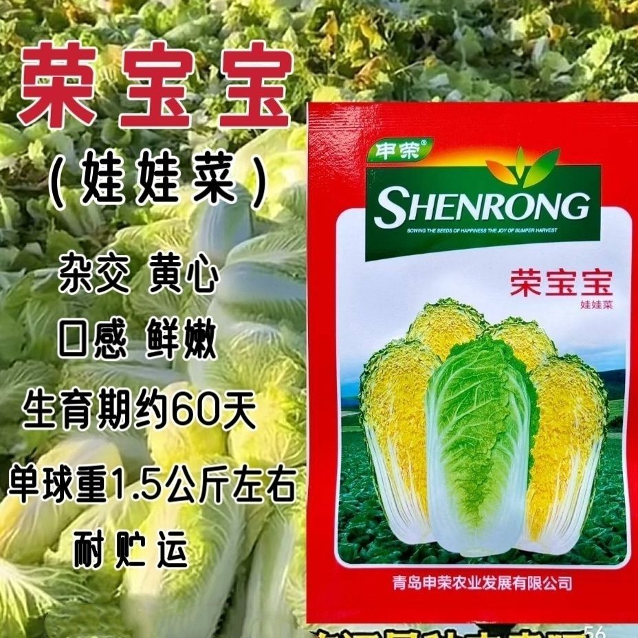 超甜娃娃菜种子荣宝宝娃娃菜早熟60天蔬菜种子大田专用杂交种子
