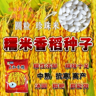 糯米种子圆粒珍珠米团粒香稻种子中熟 抗寒 高产大穗浓香型糯米谷