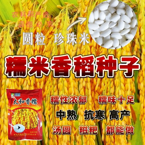 糯米种子圆粒珍珠米团粒香稻种子中熟 抗寒 高产大穗浓香型糯米谷