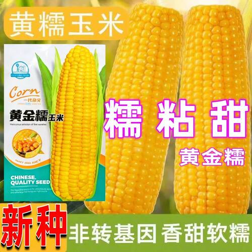 原装半斤黄糯玉米种子粘香软糯玉米种籽高产早熟粘玉米耐热耐高温