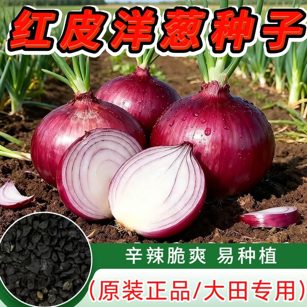 红皮洋葱种子红头圆葱大果紫皮洋葱种子耐寒耐抽苔秋冬蔬菜种子孑