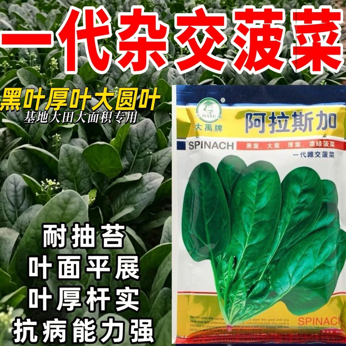 阿拉斯加菠菜种子黑大圆叶菠菜种子耐寒耐抽苔菠菜种子大田专用种