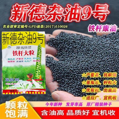 铁杆大粒正宗黑油菜种子 新德杂油9号杂交油菜高产抗倒伏油菜种子
