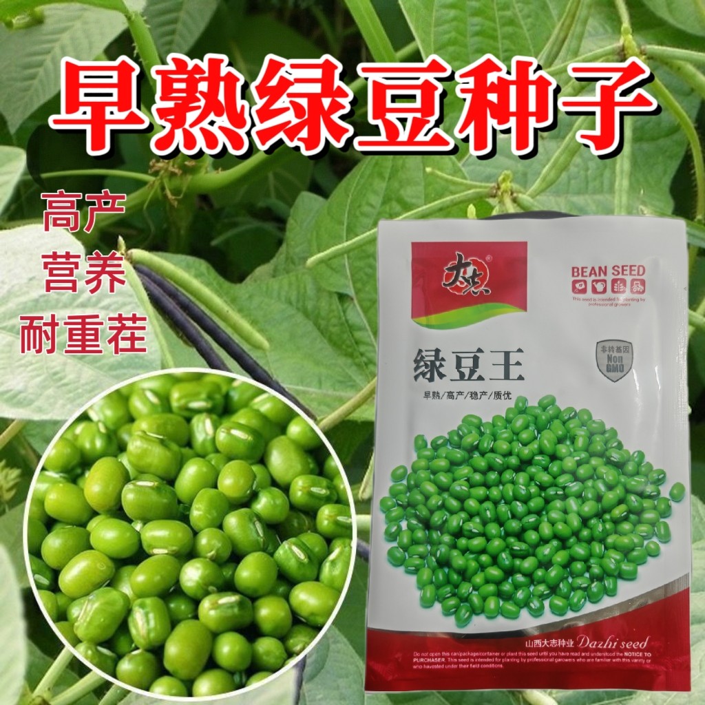 高产早熟绿豆种子老品种四季通用绿豆种子农家自种绿豆种子耐高温