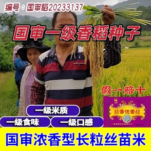 三系杂交水稻种子国审一级香稻浓香型长粒丝苗米抗病抗倒伏性好