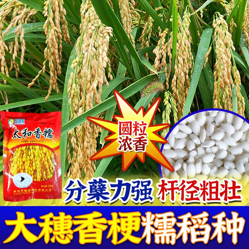 糯米香稻种子 抗寒高产杂交水稻 圆粒珍珠米浓香型糯米种子品质高