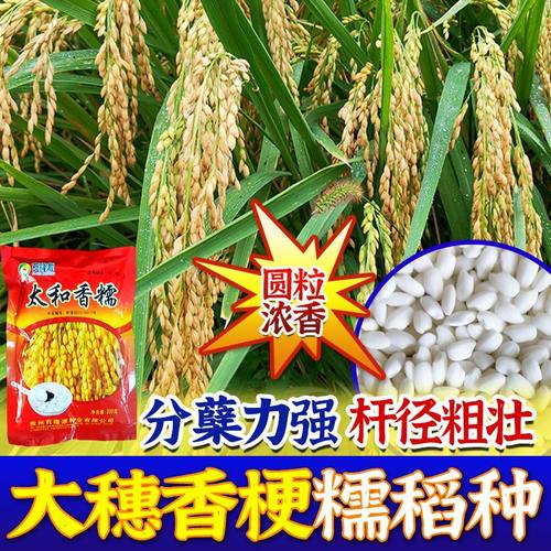 糯米香稻种子 抗寒高产杂交水稻 圆粒珍珠米浓香型糯米种子品质高