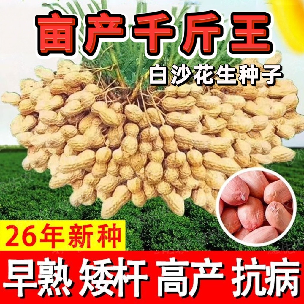 亩产千斤王花生种子原装高产大果白沙花生种籽薄壳花生非转基因籽