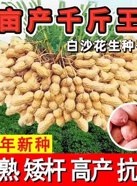 亩产千斤王花生种子原装高产大果白沙花生种籽薄壳花生非转基因籽