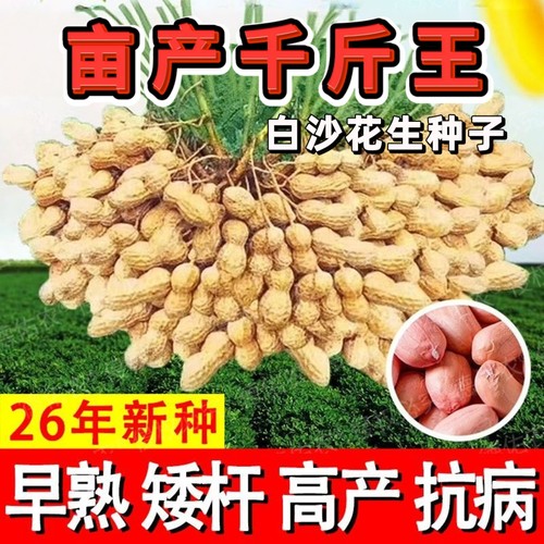 亩产千斤王花生种子原装高产大果白沙花生种籽薄壳花生非转基因籽