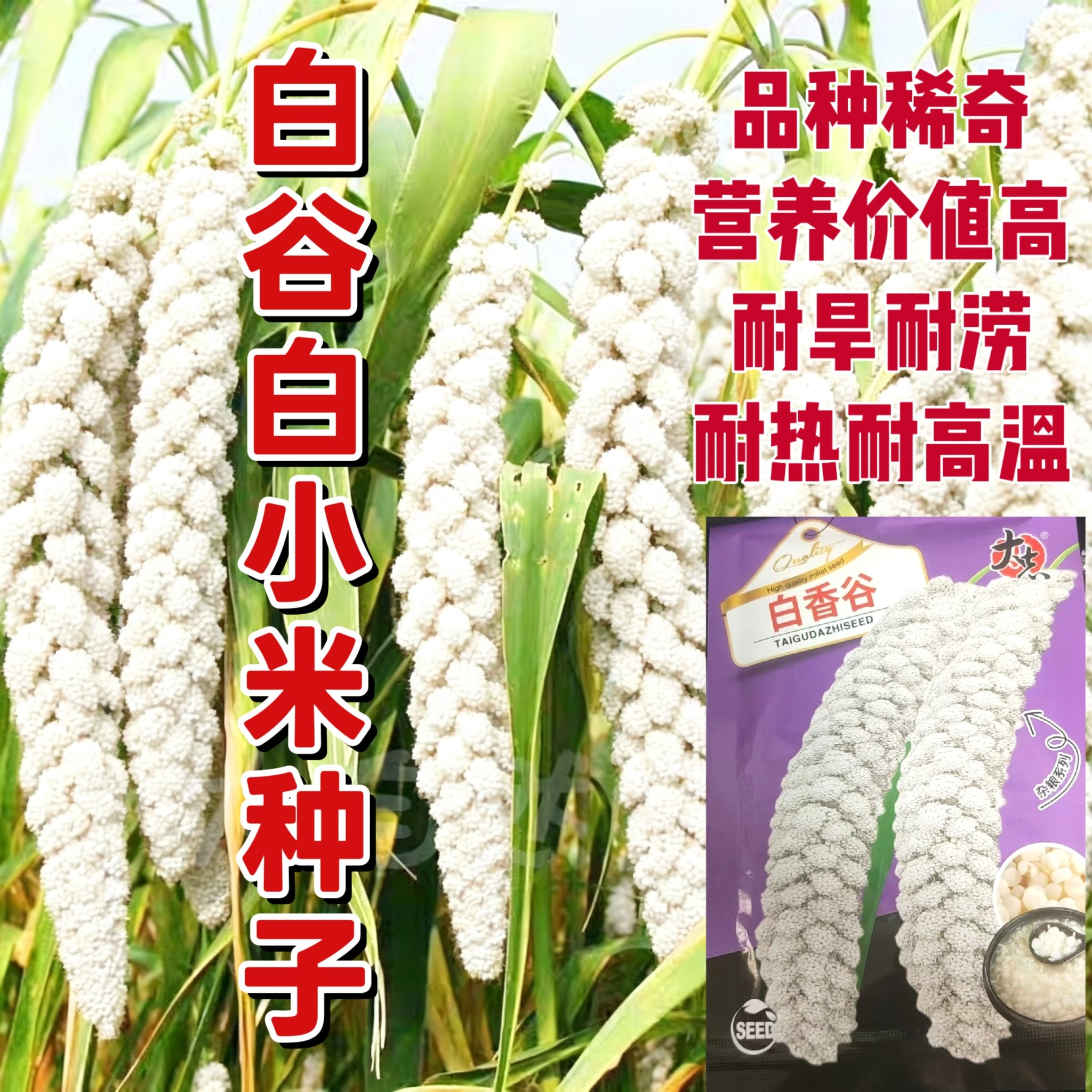 大田专用白谷子白小米种子高产抗病农科院新品种白香谷基地专用种