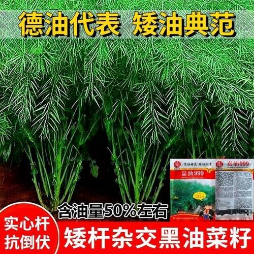 四川油菜种子嘉油999 榨油专用油菜籽出油率高抗病抗倒伏矮杆油菜