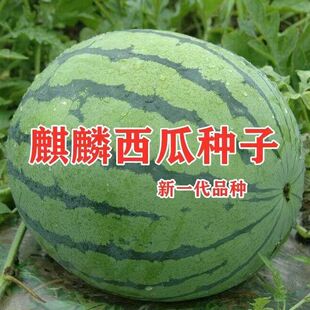 麒麟西瓜种子特大果冰糖麒麟王新品种脆甜多汁西瓜籽 高产抗病