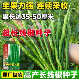 香辣超长线椒种子 正辣八号 辣味浓高产杂交种子薄皮辣椒亩产万斤