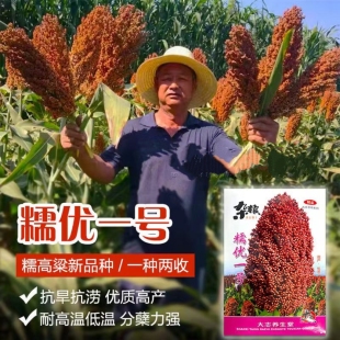 红糯高粱种子糯优一号原装抗旱抗涝酿酒高粱种子紧穗糯高粱耐高温