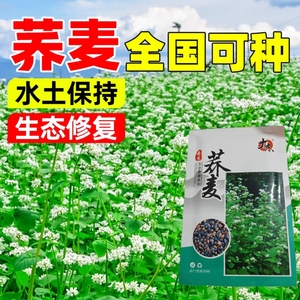 优质荞麦种子苦茶荞麦种籽糖尿病可食用五谷杂粮苦荞麦种子四季播