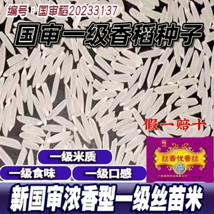 甜香优同品质高产杂交水稻种子丝香优香丝国审长粒香米一级香稻