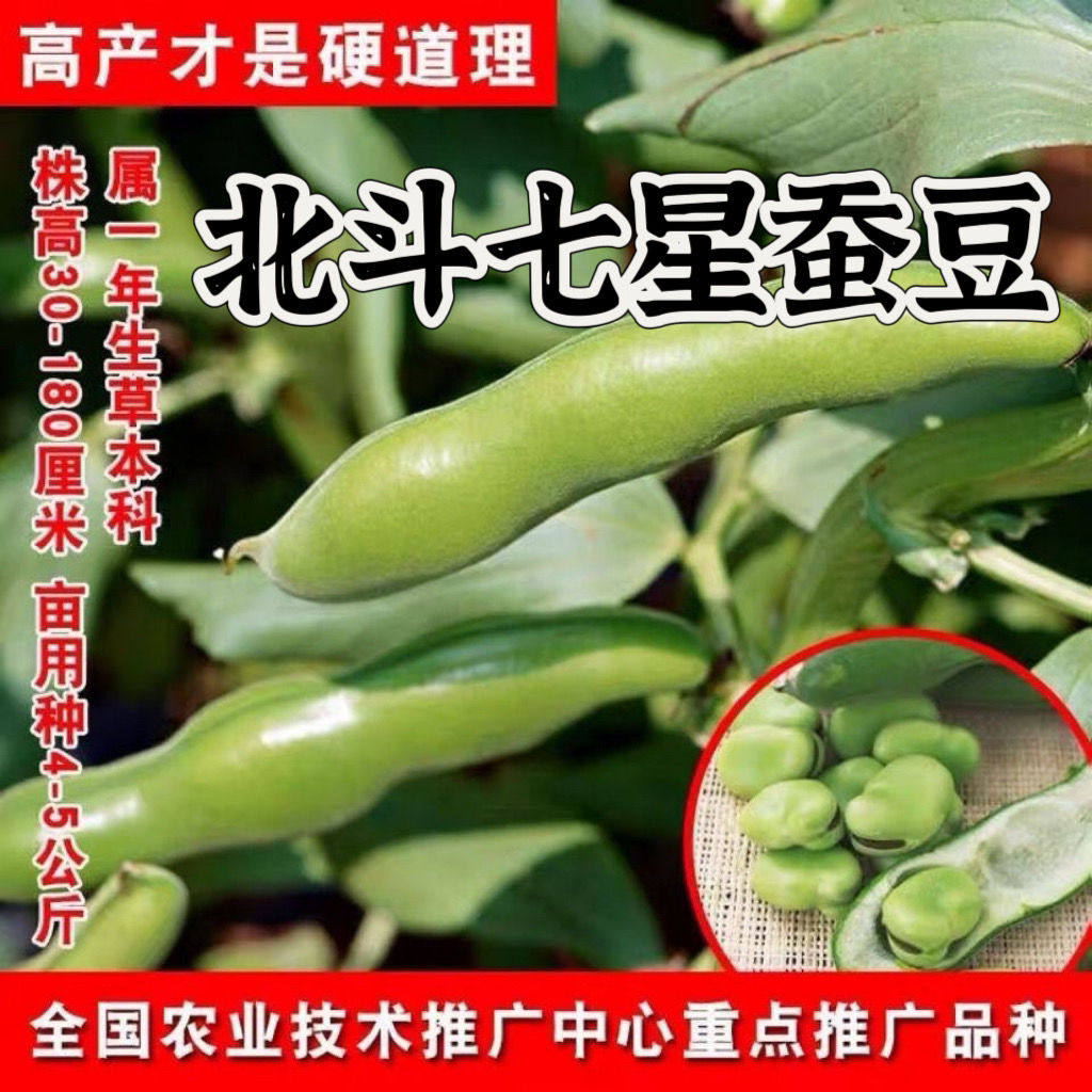 山东北斗七星蚕豆种子甜脆糯米毛豆种子农科院新品种五谷杂粮种子