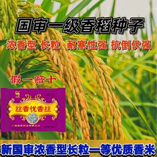 国审一级丝苗米种子 丝香优香丝 口感软香产量高优质稻谷长粒香米