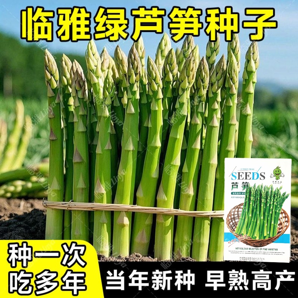 芦笋种子高营养绿芦笋种子懒人易种阳台盆栽庭院蔬菜种子耐热耐寒