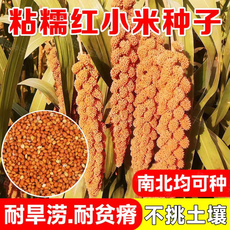 红贡米种子优质小米种子五谷杂粮粟米种子春夏播早熟高产种子原装