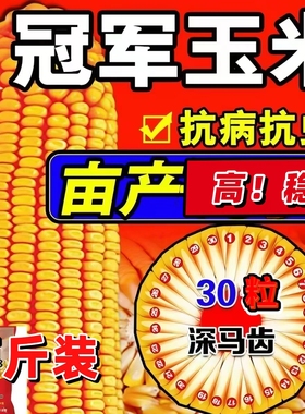 高产饲料玉米种子三系制种郑单958国标级玉米种子高杆大棒包谷籽