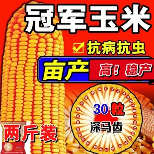高产饲料玉米种子三系制种郑单958国标级玉米种子高杆大棒包谷籽