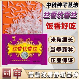 国审一级丝苗米种子 丝香优香丝 口感软香产量高优质稻谷长粒香米