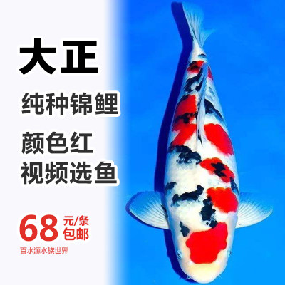 锦鲤 大正三色锦鲤 活体日本纯鱼