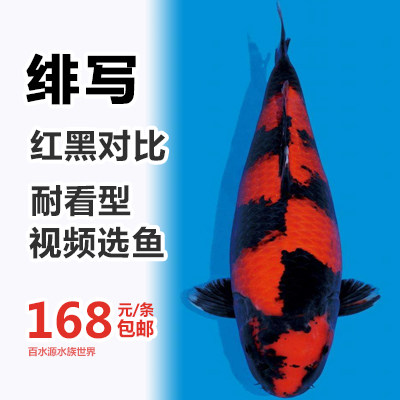 锦鲤活体日本纯种冷水鱼