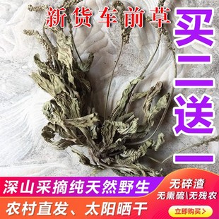 正品车前草新货干货农家自晒车前草茶新鲜车前子中药材田冠草无硫