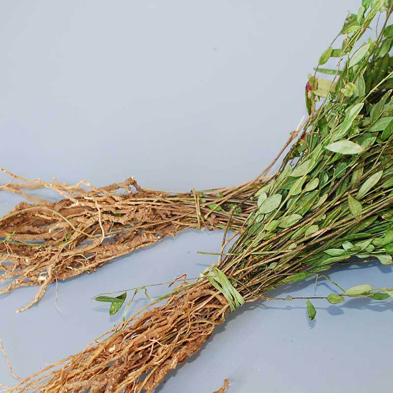 贵州来马回 瓜子金草干品辰砂草二月花惊风草中草药优质250克