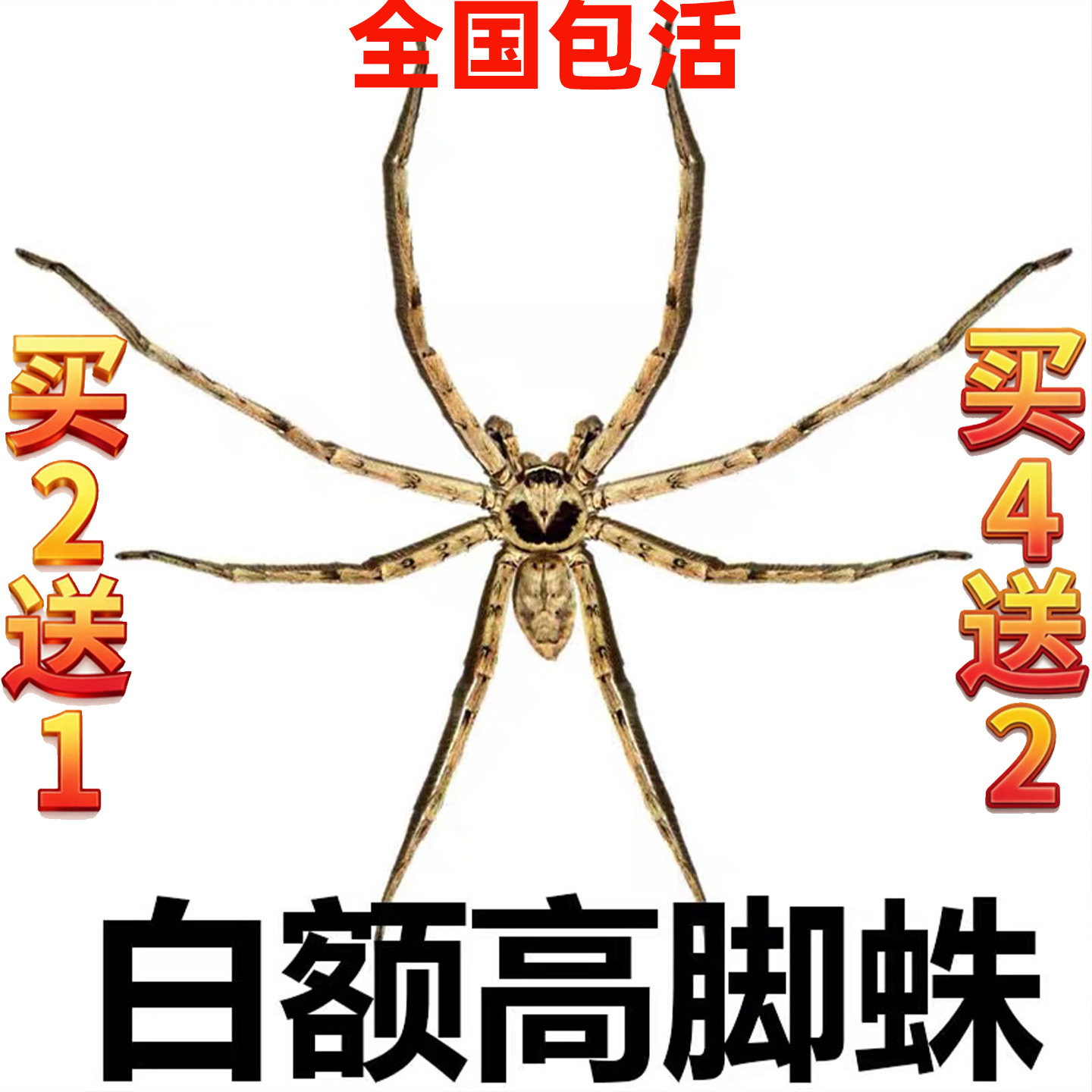 白额高脚蛛蜘蛛吃蟑螂灭杀小强蚊虫宠物害虫天敌防治蟑螂神器克星