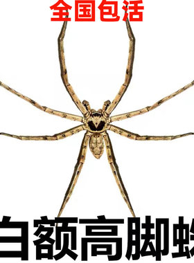 白额高脚蛛蜘蛛吃蟑螂吃小强蚊子