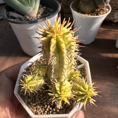 多肉植物勇猛阁大戟锦群生多头鲜花绿植盆栽球办公室阳台可爱萌物