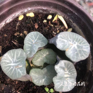 多肉植物欧若拉万象十二卷花卉绿植盆栽创意生活新手套餐阳台