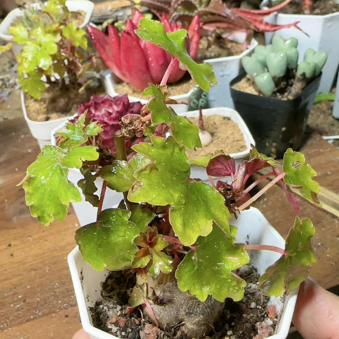 开普敦秋海棠3cm5年