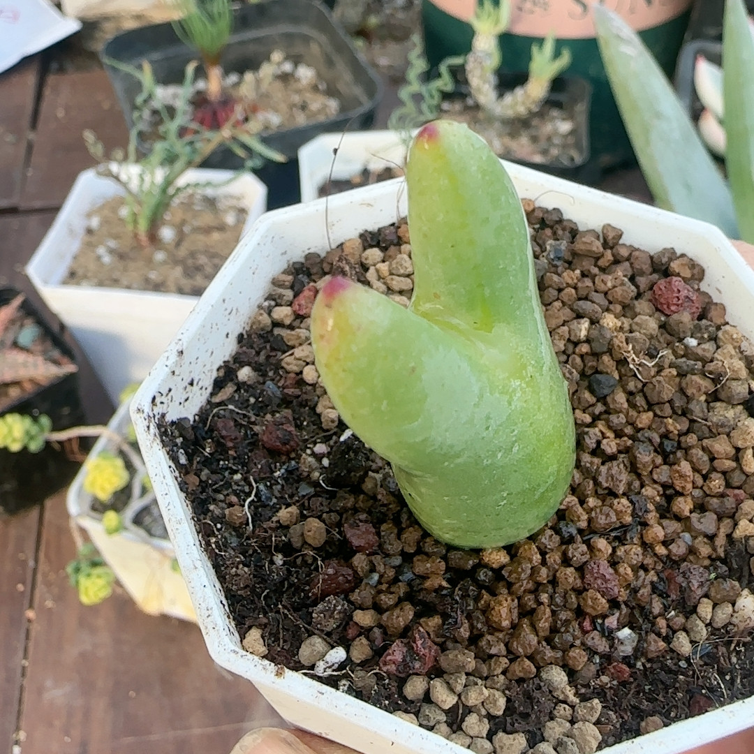 龙猫体一点红大枪少将,鲜花速递/花卉仿真/绿植园艺,多肉植物,淘宝优惠券,粉丝福利购,淘宝优惠卷