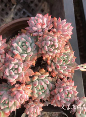 多肉植物老桩群生特价