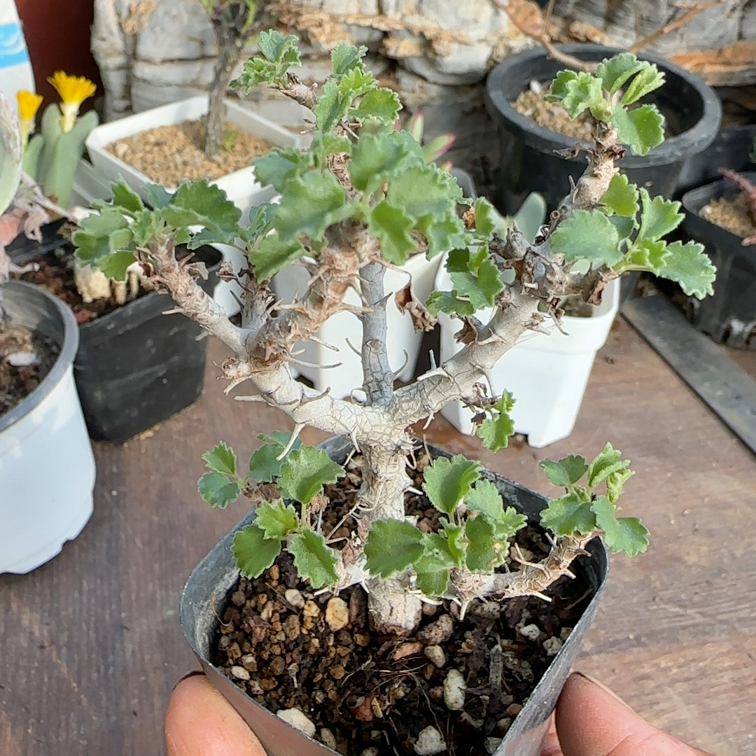 3-4年旱枝洋葵块根