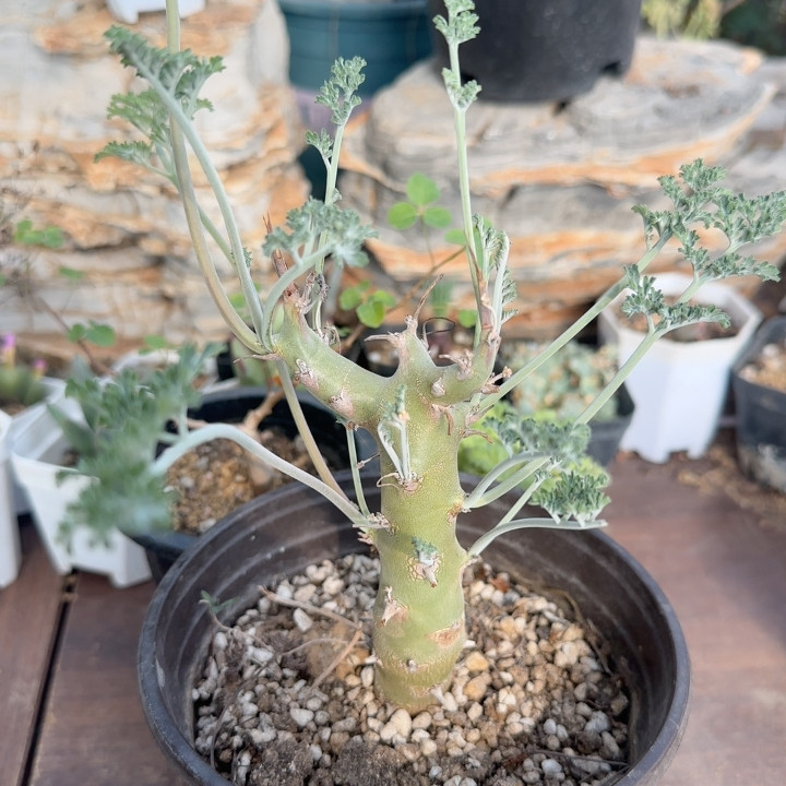沉香鹿茸洋葵杂交枯野洋葵块根4年
