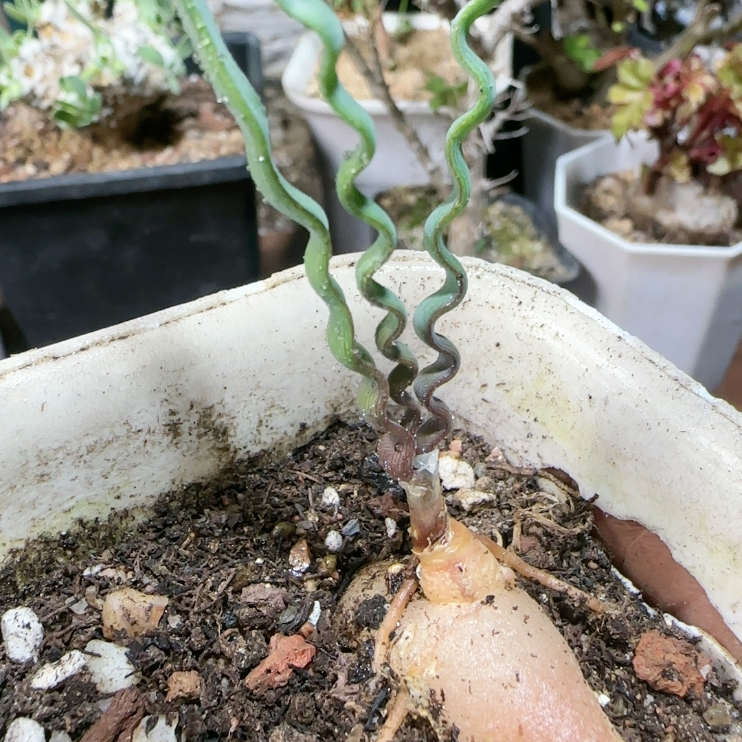 海带五年大块根