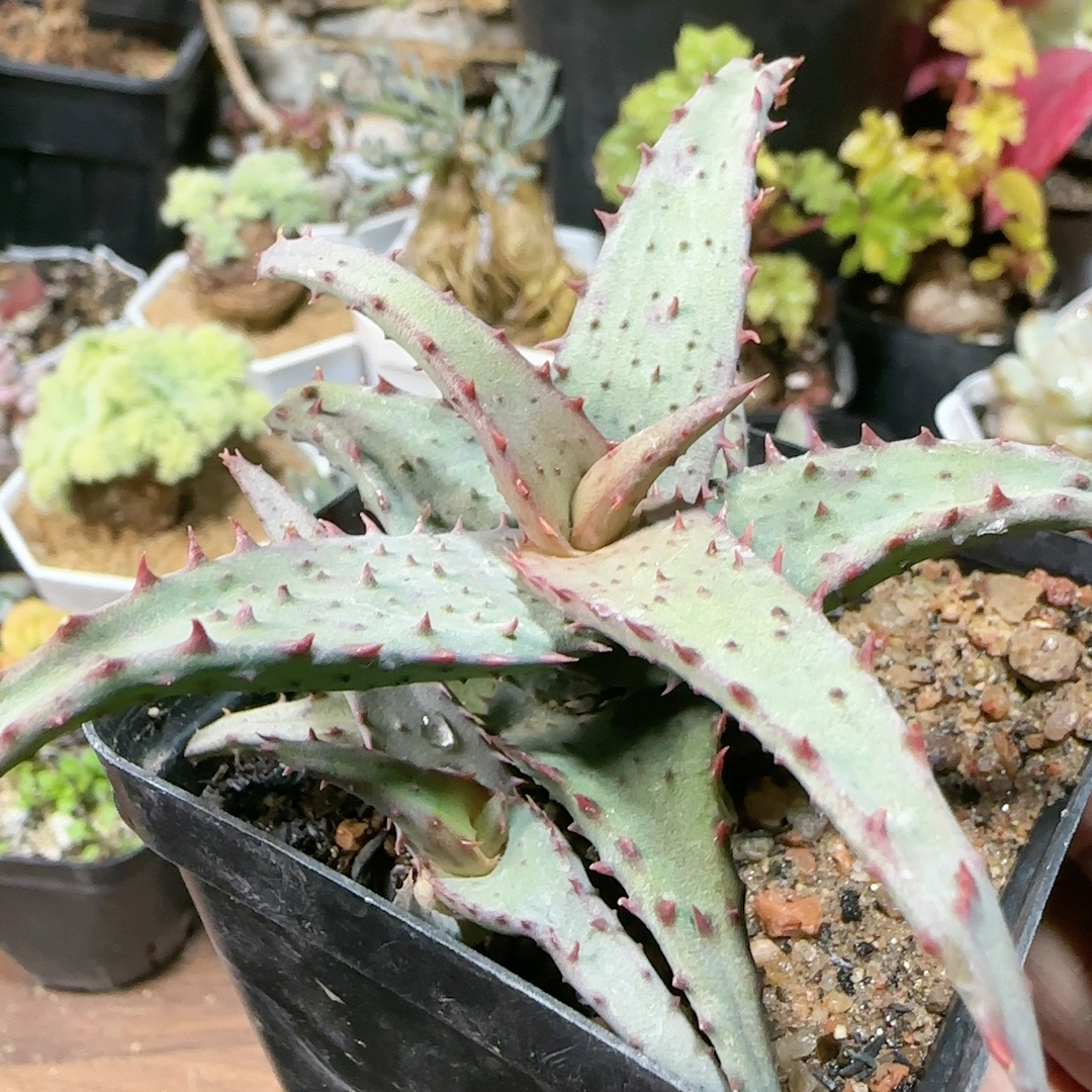 强刺卡萨帝带侧芽