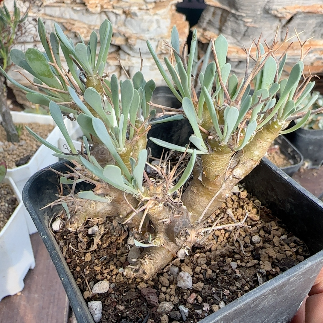 黑鬼殿4年块根