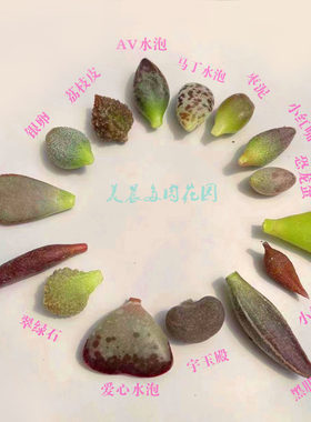 多肉植物水泡叶子高端贵货套餐