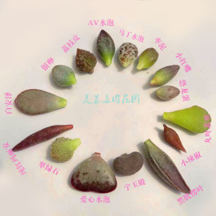 多肉植物水泡叶子中高端贵货叶片19.9 套餐花卉绿植盆栽阳台 包邮