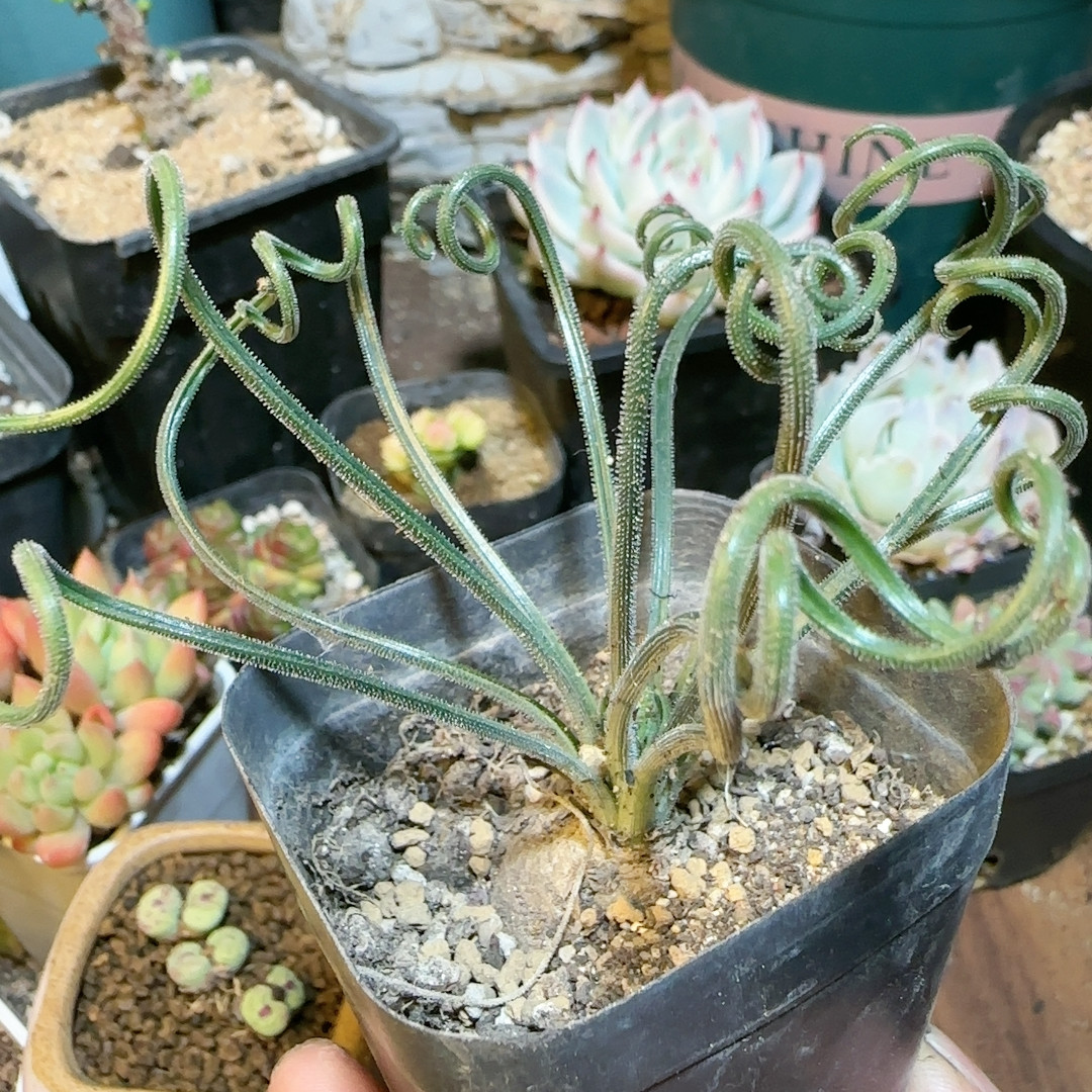 3cm毛叶弹簧草,鲜花速递/花卉仿真/绿植园艺,多肉植物,淘宝优惠券,粉丝福利购,淘宝优惠卷