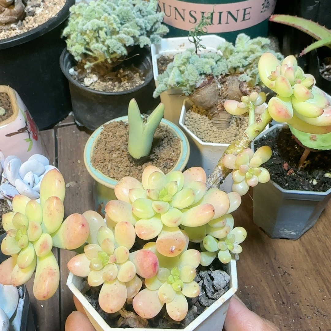 香格里拉桩,鲜花速递/花卉仿真/绿植园艺,多肉植物,淘宝优惠券,粉丝福利购,淘宝优惠卷