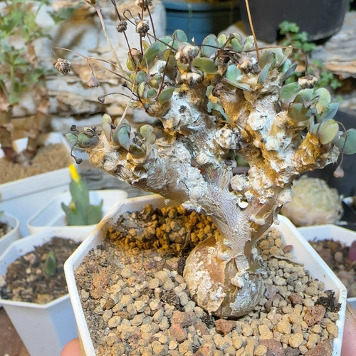 5年恩特美厚敦菊块根