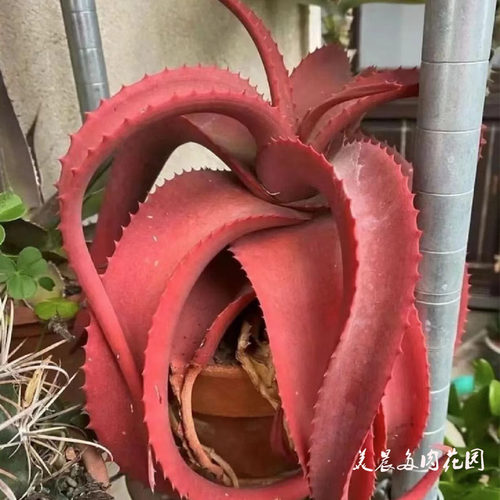 花卉绿植盆栽创意生活